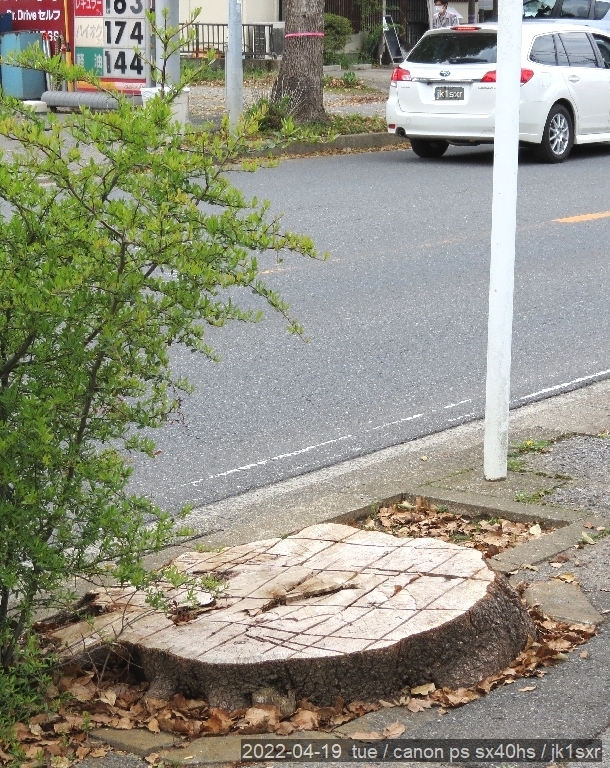 Kusu no ki